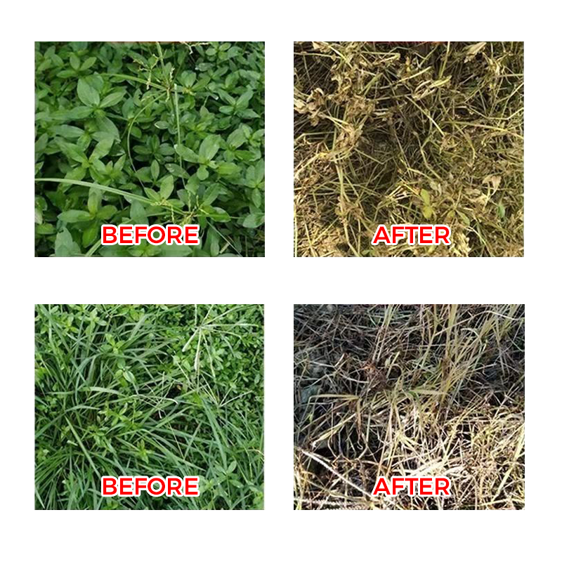 🔥Powerful Concentrated Herbicide🔥