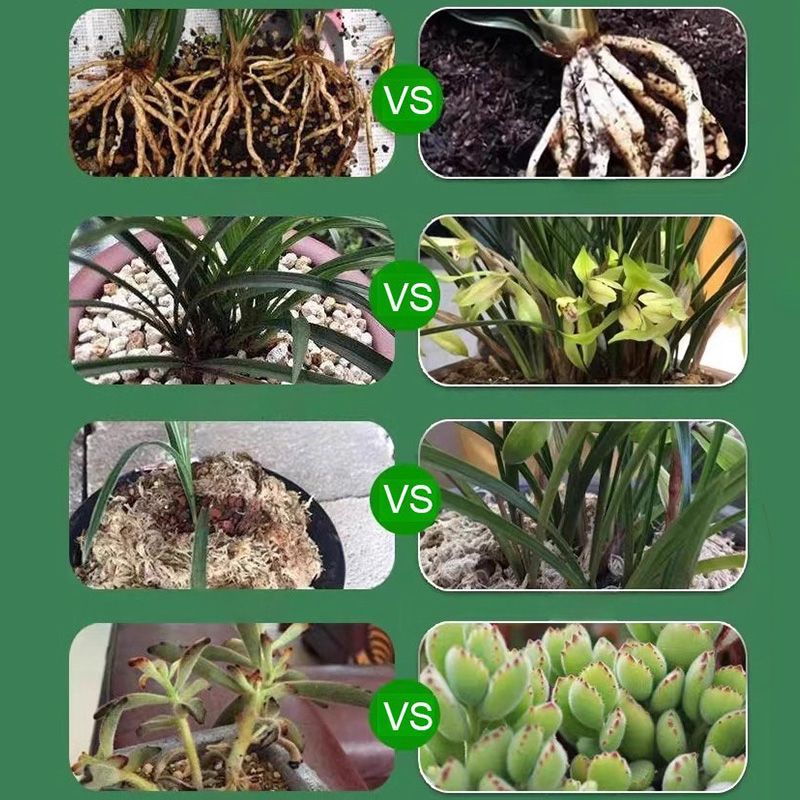 🔥Hot Sale 50% OFF💝👍[Recommended by plant experts]🌿Plant and Flower Activation Liquid Solution